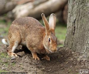 Puzzle Lapin à la recherche de nourriture