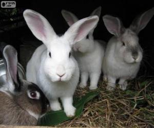 Puzzle Lapins dans son terrier