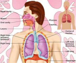 Puzzle L'appareil respiratoire (Anglais)