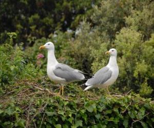 Puzzle Laridae