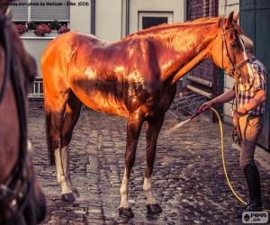 Puzzle Laver un cheval