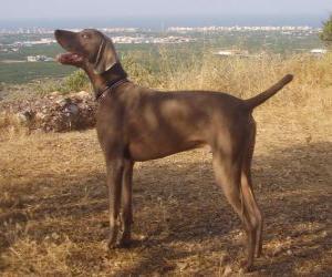 Puzzle Le braque de Weimar est une race de chien à la robe gris-argentée originellement développée comme chien d'arrêt