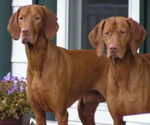 Puzzle Le Braque hongrois à poil courts est une race de chien originaire de Hongrie