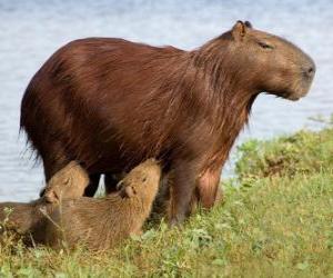 Puzzle Le Capybara est le rongeur au monde de la vie plus grand