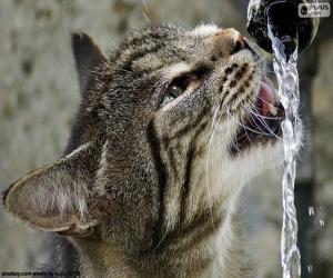 Puzzle Le chat boit de l’eau