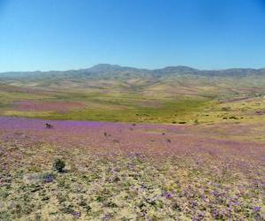 Puzzle Le désert d'Atacama au Chili floride