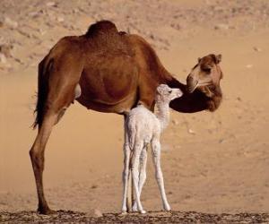 Puzzle le Dromadaire ou Vikar ou chameau d'Arabie