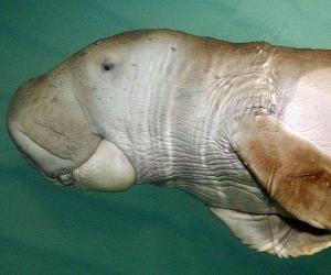 Puzzle le dugong est un sirénien herbivore mangent les algues sur les rives de l'océan Indien