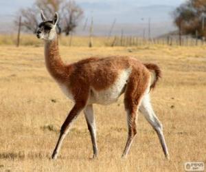 Puzzle Le guanaco ou Lama glama guanicoe