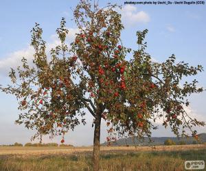 Puzzle Le pommier