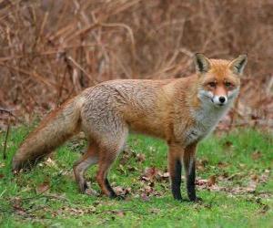 Puzzle le Renard roux ou renard commun