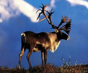 Puzzle le Renne ou Caribou