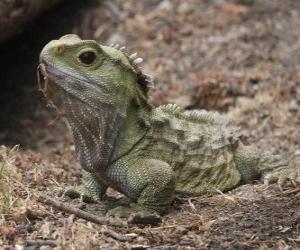 Puzzle Le Sphénodon sont des reptiles endémiques des îles environnantes en Nouvelle Zélande