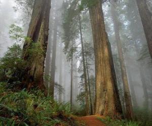 Puzzle Le Séquoia géant