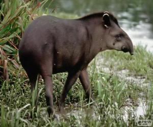 Puzzle Le Tapir