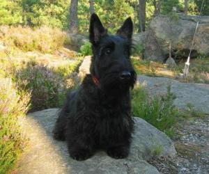 Puzzle Le Terrier écossais, ou Scottish terrier, est un terrier, petit mais robuste