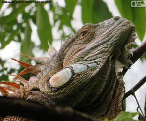 Puzzle Le téte d'un iguane