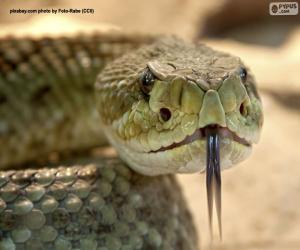 Puzzle Le visage d’un serpent