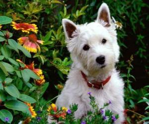 Puzzle Le West Highland White Terrier, plus couramment appelé « Westie », est une race de chiens d'origine écossaise connue pour sa personnalité