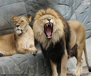 Puzzle Leone et leon