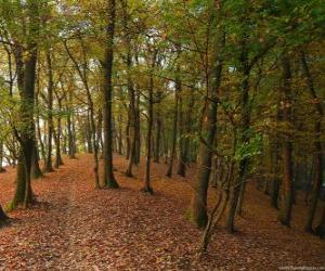 Puzzle Les arbres d'une forêt