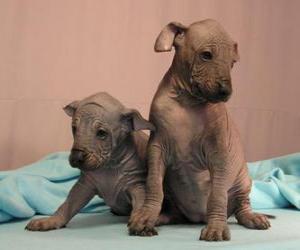 Puzzle Les chiots Chien nu mexicain ou Xoloitzcuintle