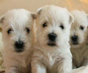 Puzzle Les chiots Chien West Highland White Terrier