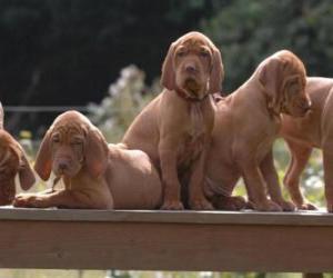 Puzzle Les chiots de Braque hongrois à poil court