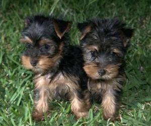 Puzzle Les chiots Yorkshire Terrier