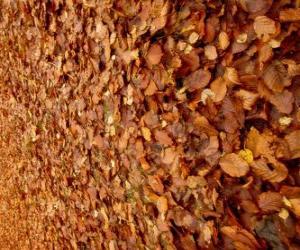 Puzzle Les feuilles tombées sur le sol, une image typique de l'automne