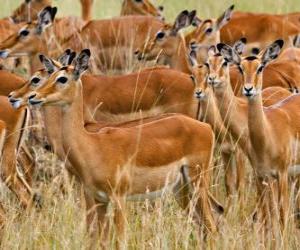 Puzzle Les Gazelles