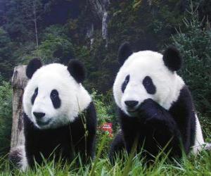 Puzzle Les pandas géants