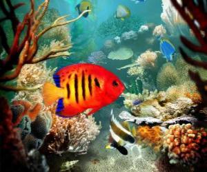 Puzzle Les poissons tropicaux