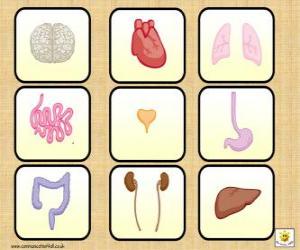Puzzle Les principaux organes du corps humain