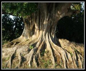 Puzzle Les racines des arbres