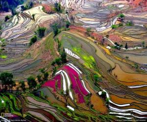 Puzzle Les terrasses du Yunnan, Chine