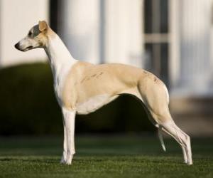 Puzzle Lévrier Whippet une race canine d'origine anglaise, svelte et gracieuse