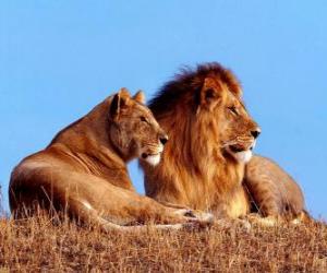 Puzzle Lion et lionne