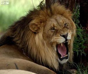 Puzzle Lion rugissant