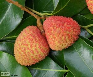 Puzzle Litchi