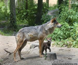 Puzzle Loup et élevage