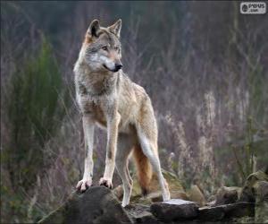 Puzzle Loup, un mammifère carnivore à l'état sauvage