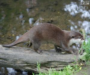 Puzzle Loutre