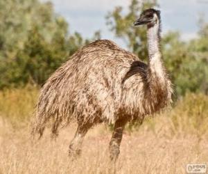 Puzzle L'uem le deuxième plus grand oiseau