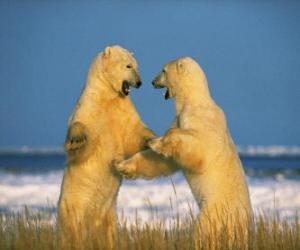 Puzzle Lutte de deux grands ours polaires