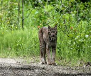 Puzzle Lynx avec fortes jambes, de longues oreilles, queue courte et pelage jaspé