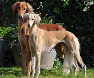 Puzzle Lévrier persan ou Saluki