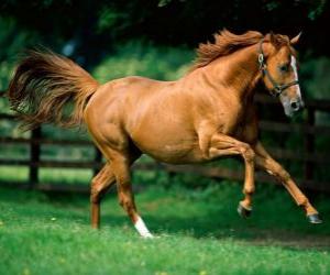 Puzzle Magnifique cheval marron