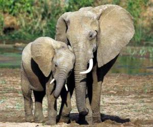 Puzzle Maman contrôler son petit éléphant avec l'aide da trompe