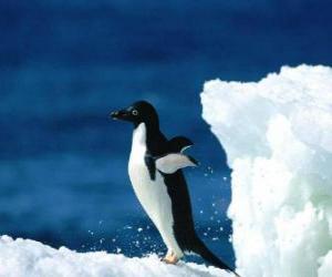 Puzzle Manchot ou pingouin sur la neige dans l'Antartique